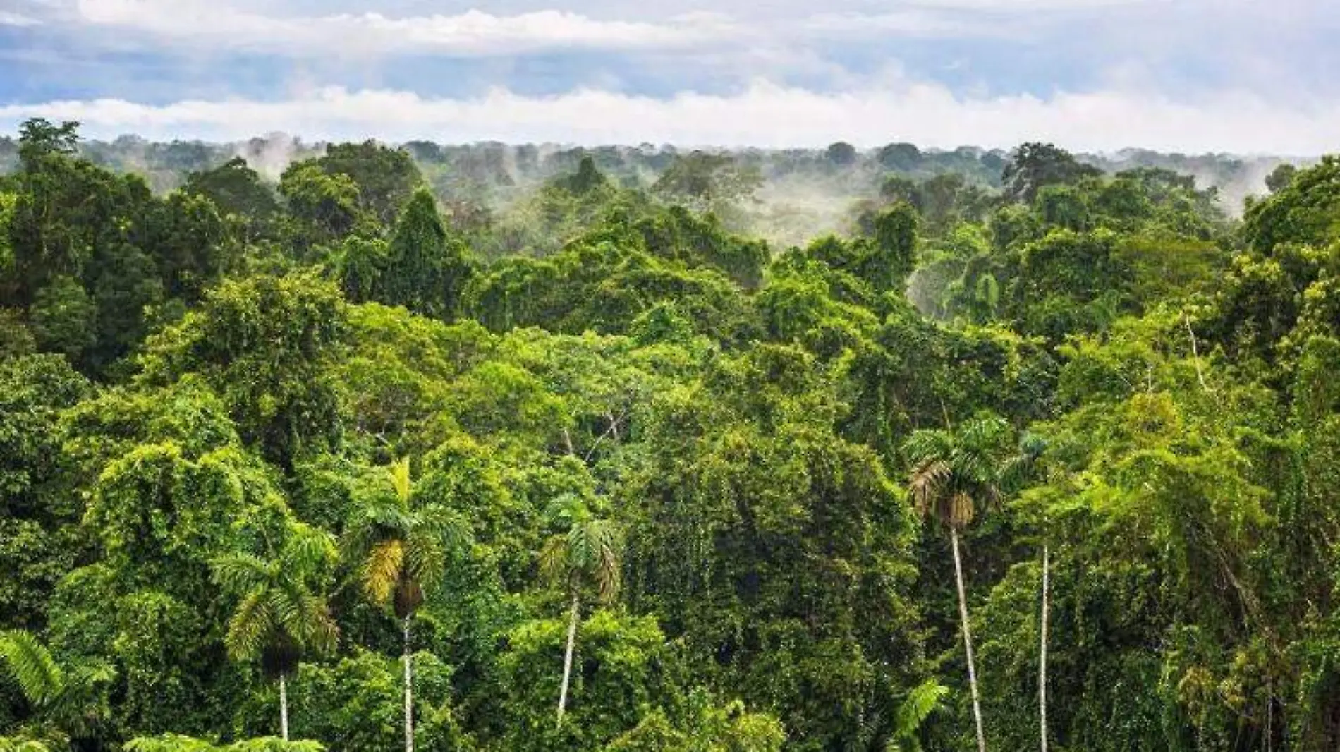 Selva Chimalapa, SCJN Falla a favor de Oaxaca